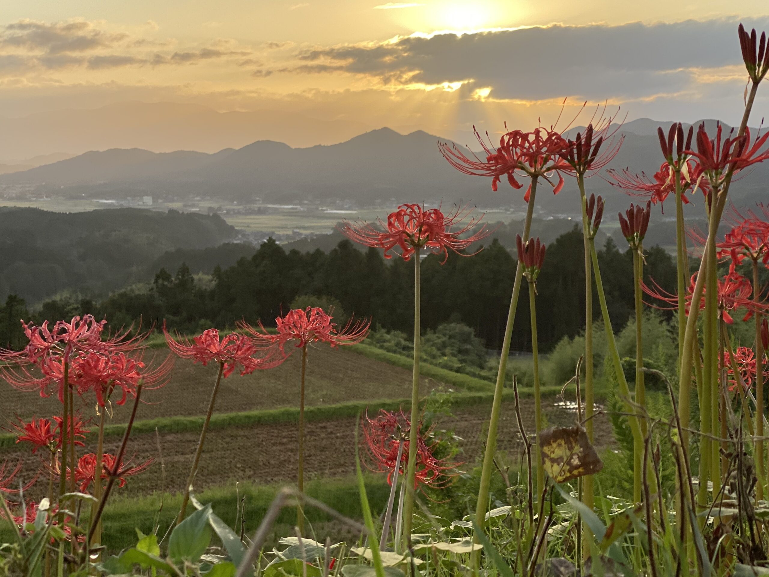 福岡県各地の曼珠沙華 彼岸花を見に行こう ママの息抜き方法を考えるブログ